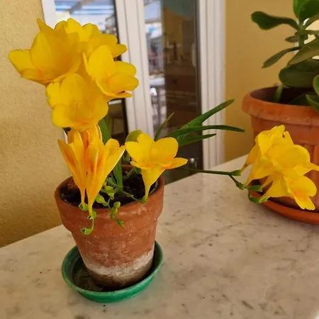 Stella Di Mare Hotel